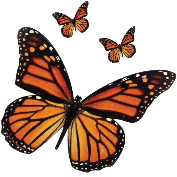 Monarch Butterfly Decal for cars trucks