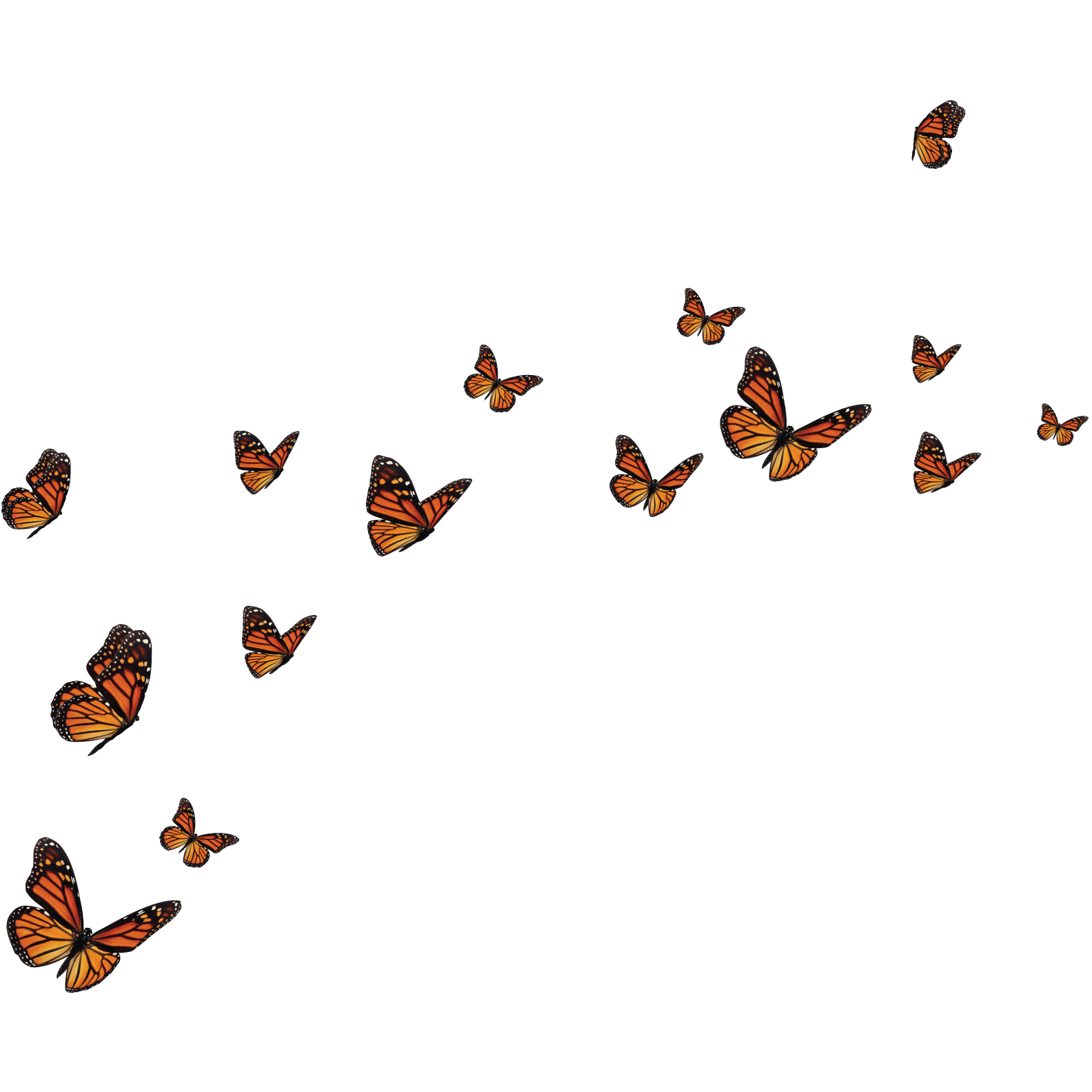 Бабочки летают вокруг. Бабочки летают. Летающие бабочки на прозрачном фоне. Стайка бабочек. Стайка бабочек на прозрачном фоне.